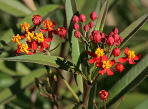 The showy red and orange flowers of Asclepias curassavica 'Deep Red'.