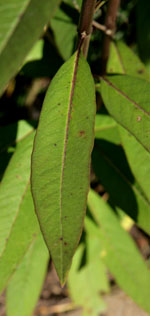 Bloodflower has narrow leaves.