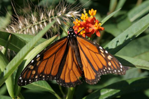 Asclepias curassavica is attractive to butterflies