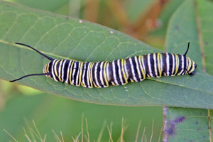 A monarch caterpillar on Asclepias curassavica