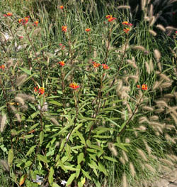 Asclepias curassavica growing with ornamental grasses.