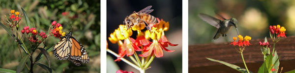 A monarch butterfly (L), honeybee (C) and rubythroated hummingbird (R) visit Asclepias curassavica flowers.