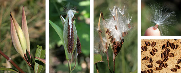 The seedpods of Asclepias curassavica open contain stacks of flat seeds that have silky hairs to aid in dispersal.