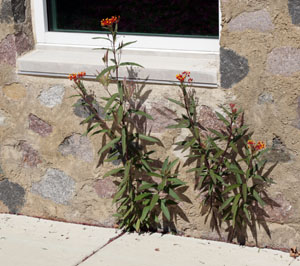 Asclepias curassavica self-seeds readily.