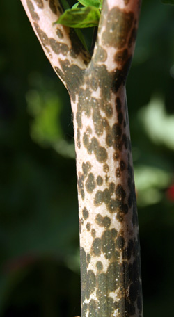 The leaf stalk is mottled pinkish gray and olive green.