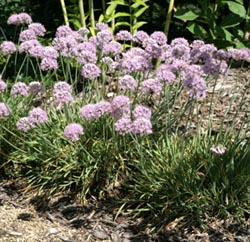 Allium sensecens spp. glaucum makes a good edging plant.