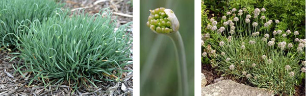 The plants form nodding buds that eventually straighten up, open to produce a cluster of small pink to purple flowers