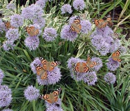 The flowers are attractive to insects.