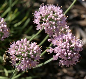 The lilac-pink flowers of Allium sensecens spp. glaucum open late in the year.