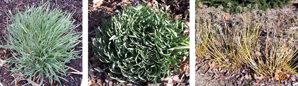 The foliage of Allium sensecens spp. glaucum swirls or twists to varying degrees. In late fall the leaves turn yellow.