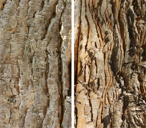 The exfoliating bark of three flowered maple.