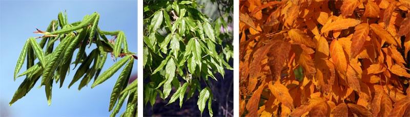 Leaves of Acer triflorum in spring (L), summer (C), and fall (R).