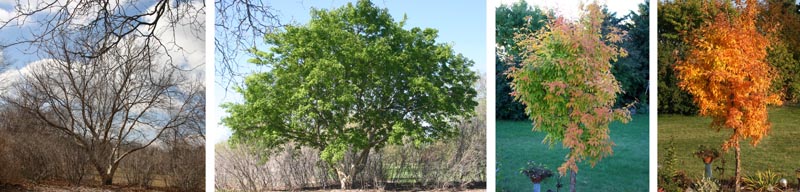 Three flowered maple through the seasons.