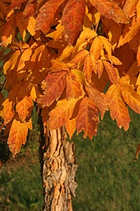 Acer triflorum is particularly ornamental in fall.