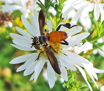 Trichopoda pennipes adult. 