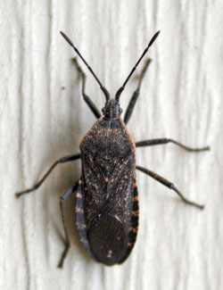 Adult squash bug, Anasa tristis. 