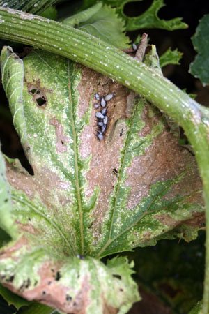 Squash bugs suck sap, causing leaves to dry out.