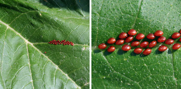 Reddish squash bug eggs are laid in clusters.
