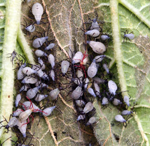 A group of squash bugs, a common host of Trichopoda pennipes.