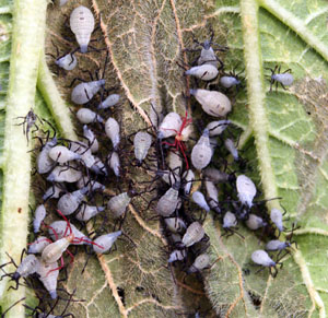 Remove squash foliage after harvest to eliminate the food of any immatures.