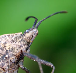 The squash bug has sucking mouthparts.