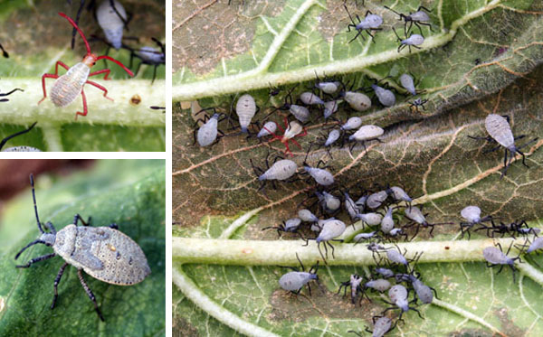 Young nymphs have red legs and heads, while older nymphs are grey. They generally occur in groups.