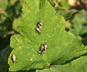 The squash bug, Anasa tristis, is a common pest of squash.