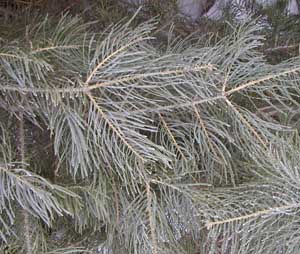 Concolor fir has flat, blue-green needles.
