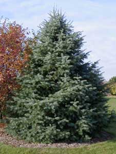 Concolor fir is a great landscape tree.