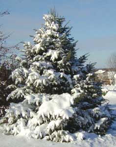 A concolor fir in winter. 