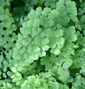 Another species, southern maidenhair fern, Adiantum capilus-veneris, is native to the southern half of the US.