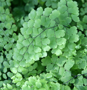 Image of Maidenhair fern perennial plant