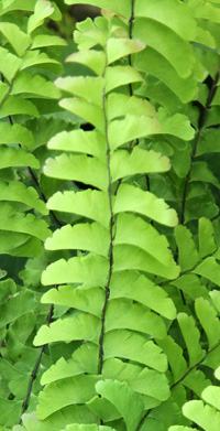 Each frond has two blades with multiple curved leaflets. 
