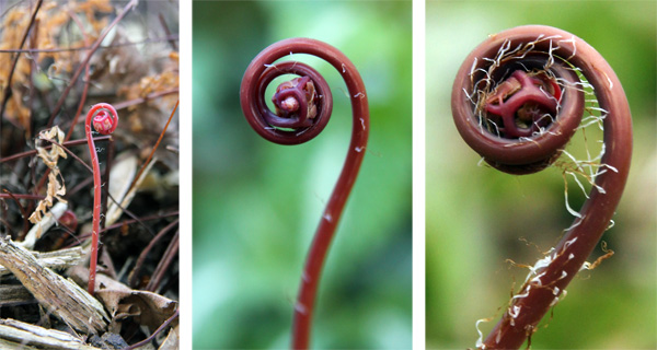 The tender, red fiddleheads of maidenhair fern emerging in spring.