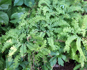 Northern maidenhair fern in summer.