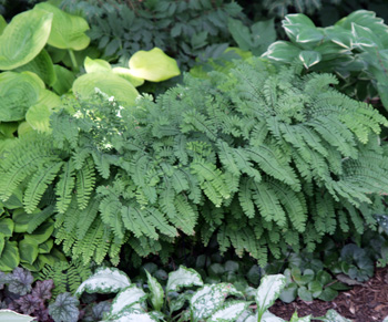 Maidenhair fern is a great addition to shade gardens