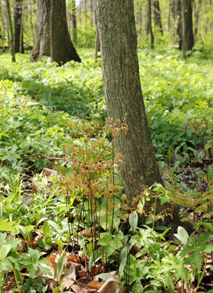 Northern maidenhair fern emerging in spring in a Wisconsin woodland.
