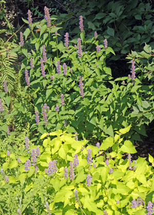 Species anise hyssop and golden cultivar.