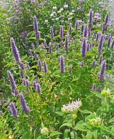 Anise hyssop combines well with many native perennials, such as bee balm.