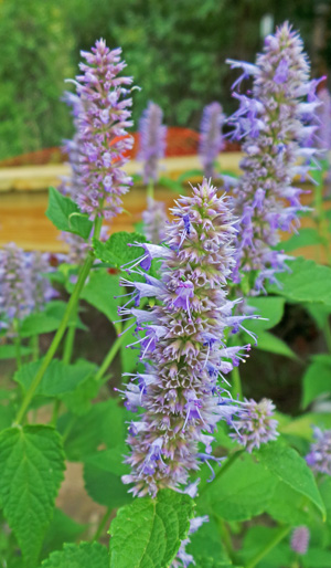 Plants grown from seed may bloom the first year.