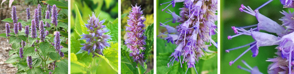 Plant begin blooming in midsummer (L), with erect flower spikes (LC and C) bearing many two-lipped, tubular flowers (RC and R).