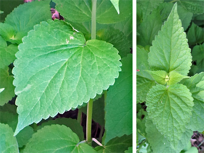 The medium green, alternate leaves on square stems have toothed margins.