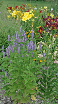 Plants grown from seed may bloom the first year.