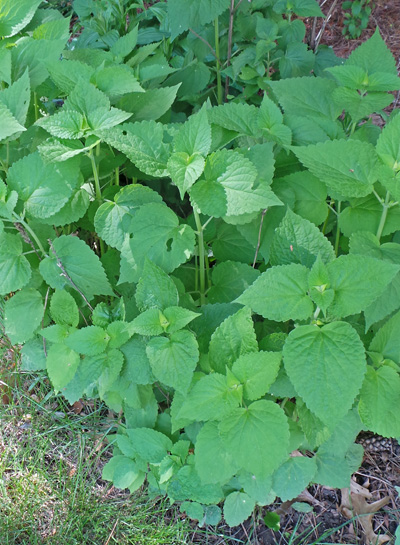 Anise hyssop is tolerant of many soil types and is easy to grow.