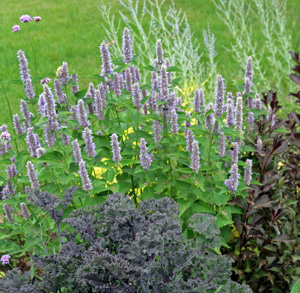Anise hyssop contrasts well with purple-foliaged plants.