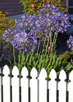 Agapanthus are common landscape plants in mild climates