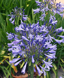 Agapanthus can be grown as a houseplant in cold climates.