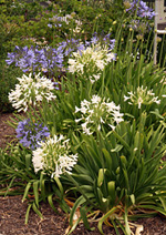 There are both blue and white cultivars.