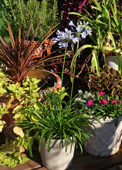 Agapanthus is a nice container plant.