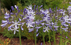 Flowers are borne on strong stems